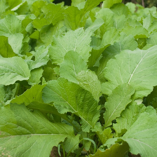 Mustard White Tilney Green Manure Seeds